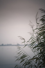 reeds against water at lake shore