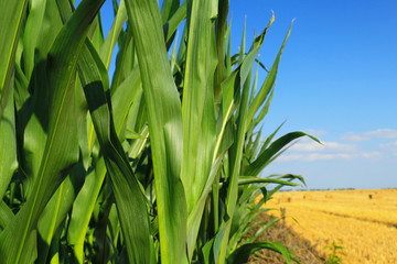 green, maturing corn