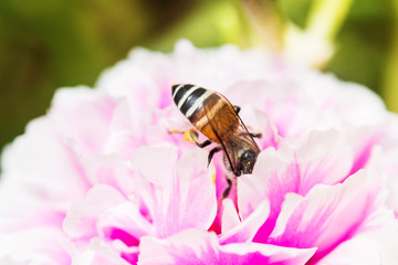 bee on fresh flower beautiful colorful portulaca oleracea in mor