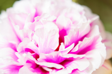 fresh flower beautiful colorful portulaca oleracea in morning, t