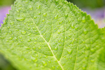 葉っぱと水滴