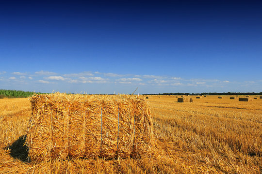 Hay bale in the countryside © Željko Radojko