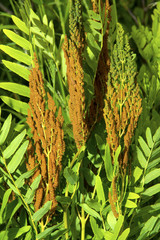 Fertile fronds of royal fern, White Memorial, Litchfield, Connec © duke2015