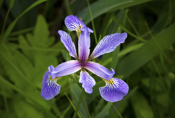 Purple iris wildflower in wetlands of White Memorial, Connecticu