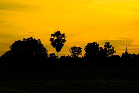 Trees at Sunrise in Countryside.