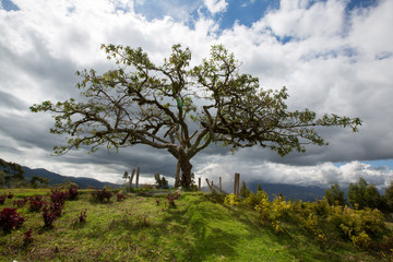 Fototapeta na wymiar El Lechero, the sacred tree of Otavalo