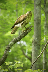 Redtail hawk perched on a branch in Manchester, Connecticut.