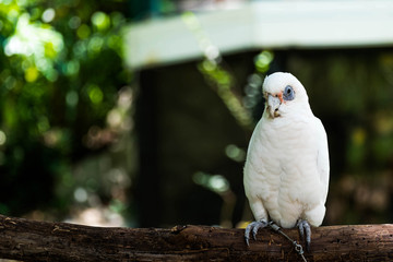 the macaws