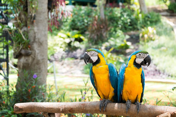 the macaws