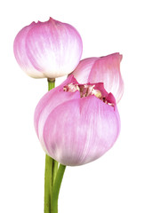 Fototapeta na wymiar Lotus flower. Isolated with a white background