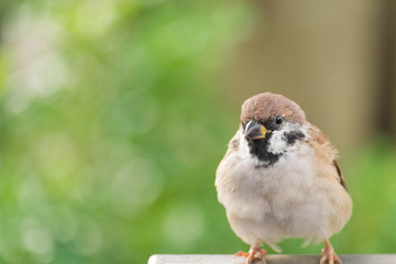 sparrow