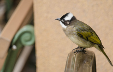 bird
