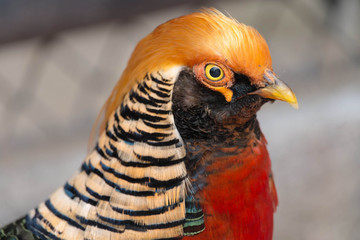 bird