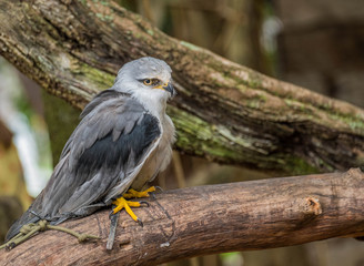 grey hawk