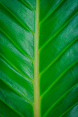  green leaf texture