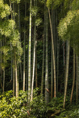 Fototapeta na wymiar close up of bamboo growing in forest