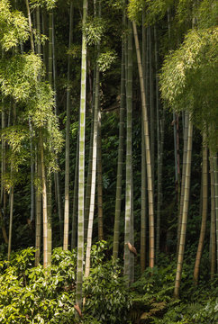 close up of bamboo growing in forest