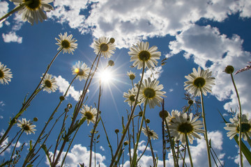 Underside view of wild daisies.