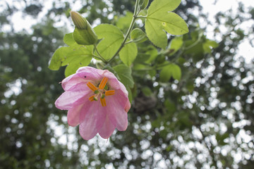 passiflora curuba