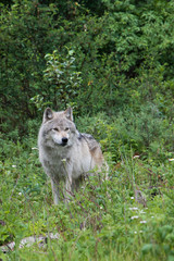 Naklejka na ściany i meble Female grey wolf in an open meadow near Golden, British Columbia