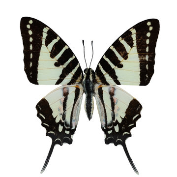 Spot Swordtail butterfly