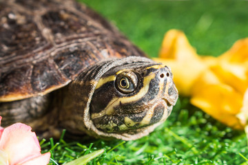 turtle on green grass texture background eco concept, asia, thai
