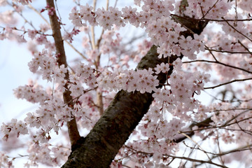 Sakura flower or cherry blossoms.