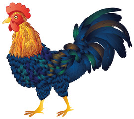 Cartoon Rooster
