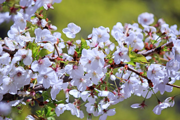 White blooming cherry flowers branch
