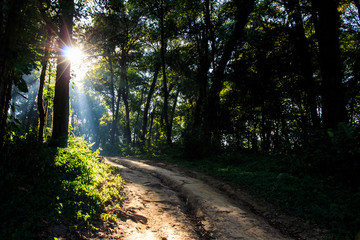 Obraz premium Sun Beams Pour through Trees in Foggy Forest..