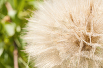 dandelion close-up 