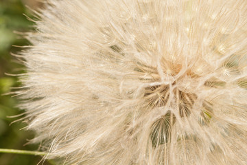 dandelion close-up 