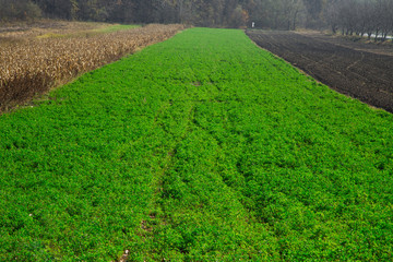 Autumn grass road 