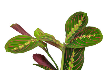 Maranta tricolor isolated on white background