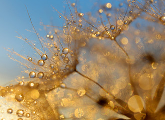 Dewy dandelion flower at sunset close up © vencav