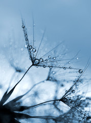 Fototapeta premium Dewy dandelion flower close up