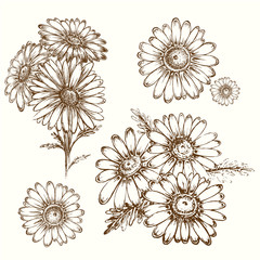hand draw illustration chamomile