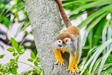 Obraz premium Common Squirred Monkey.