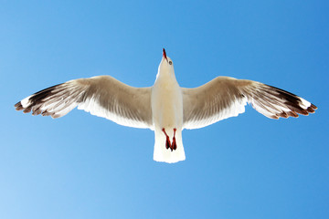 a bird flying high in the sky