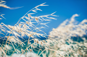 Fototapeta premium Beautiful wild grass on the sea coast.