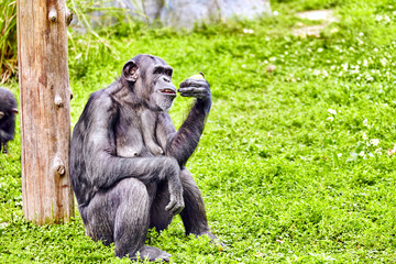 Apes - Chimpanzee monkey.