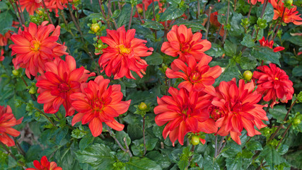 Dahlien