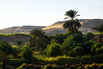 Fototapeta na wymiar Egypt, view of the nature on the bamks of the Nile river near Aswan