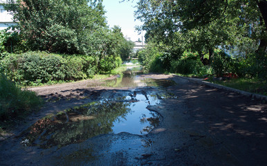 trees puddle