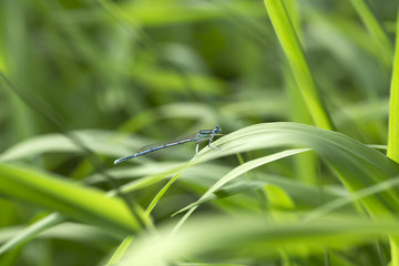 Dragonfly in the Nature