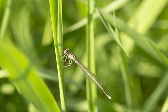 Dragonfly in the Nature