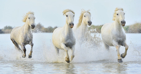 Obrazy na Szkle  Stado koni rasy White Camargue biegnące przez wodę