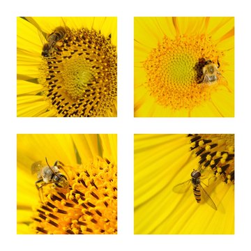 insectes sur tournesol