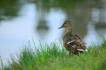water duck flock of birds