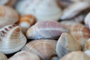 Ракушки крупным планом
